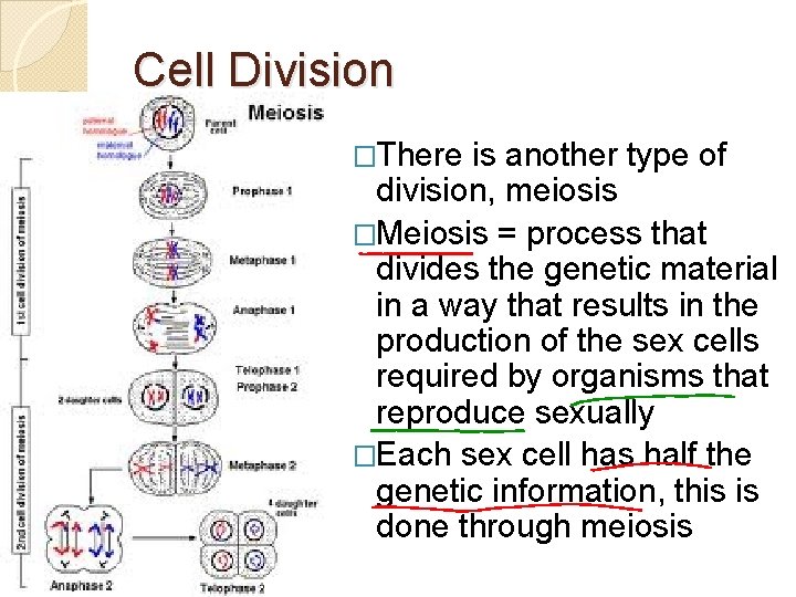 Cell Division �There is another type of division, meiosis �Meiosis = process that divides