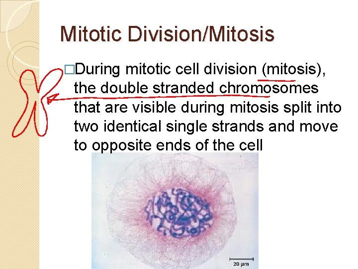 Mitotic Division/Mitosis �During mitotic cell division (mitosis), the double stranded chromosomes that are visible