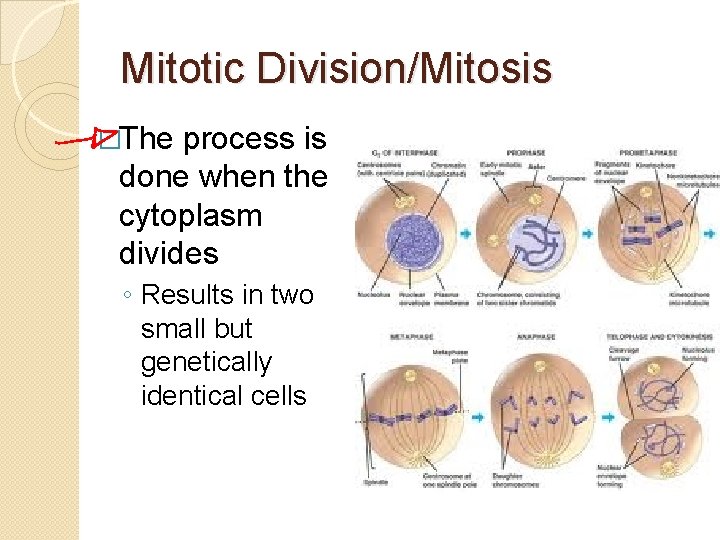 Mitotic Division/Mitosis �The process is done when the cytoplasm divides ◦ Results in two