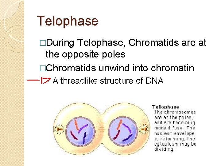 Telophase �During Telophase, Chromatids are at the opposite poles �Chromatids unwind into chromatin ◦