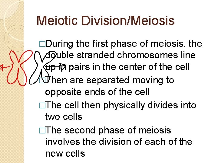 Meiotic Division/Meiosis �During the first phase of meiosis, the double stranded chromosomes line up