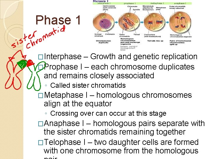 Phase 1 �Interphase – Growth and genetic replication �Prophase I – each chromosome duplicates