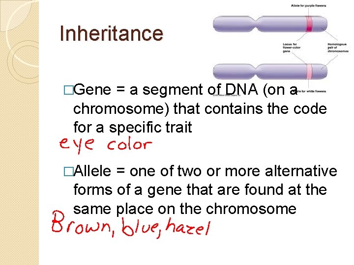 Inheritance �Gene = a segment of DNA (on a chromosome) that contains the code