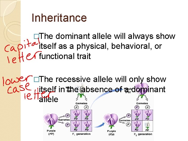 Inheritance �The dominant allele will always show itself as a physical, behavioral, or functional