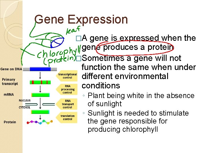 Gene Expression �A gene is expressed when the gene produces a protein �Sometimes a