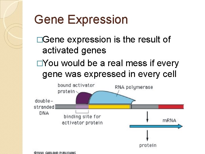 Gene Expression �Gene expression is the result of activated genes �You would be a