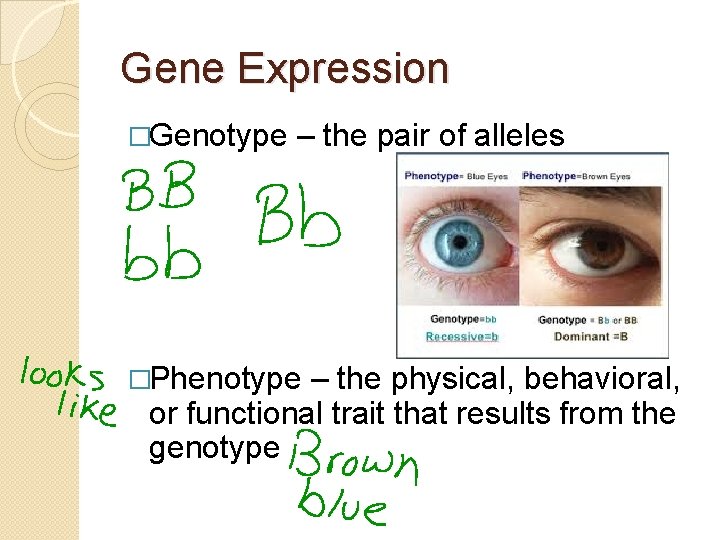 Gene Expression �Genotype – the pair of alleles �Phenotype – the physical, behavioral, or