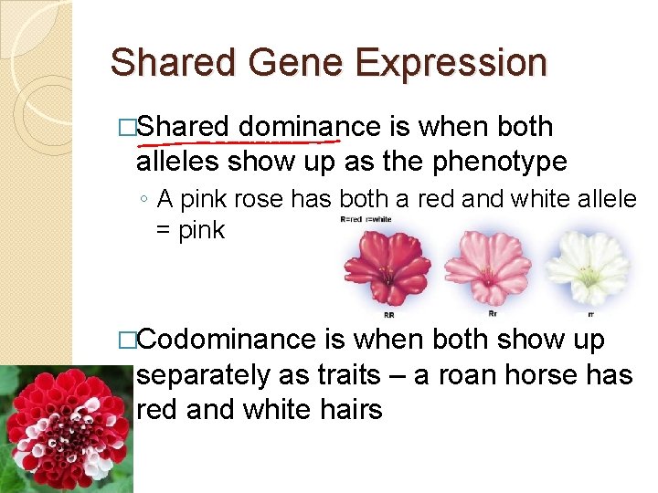 Shared Gene Expression �Shared dominance is when both alleles show up as the phenotype