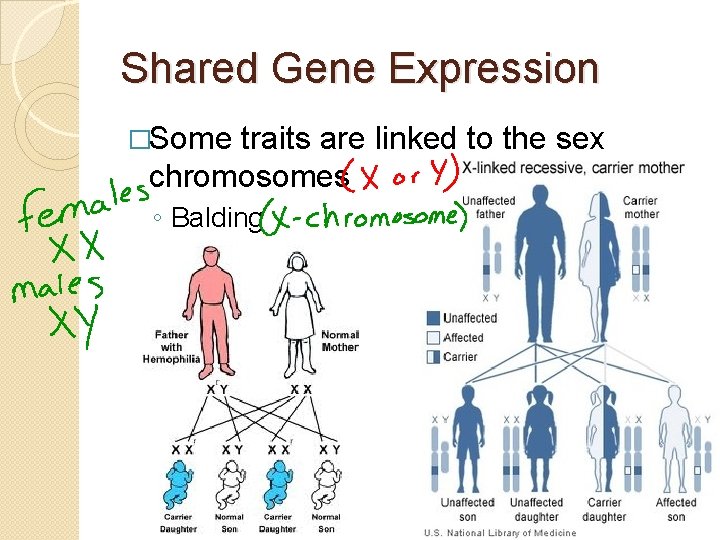 Shared Gene Expression �Some traits are linked to the sex chromosomes ◦ Balding 