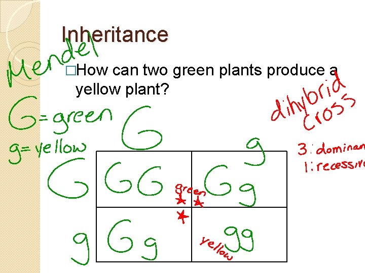 Inheritance �How can two green plants produce a yellow plant? 