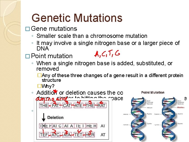 Genetic Mutations � Gene mutations � Point mutation ◦ Smaller scale than a chromosome