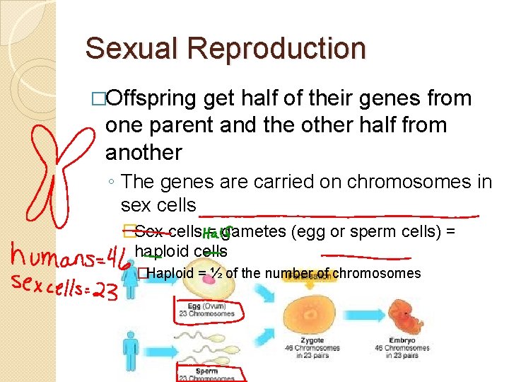 Sexual Reproduction �Offspring get half of their genes from one parent and the other