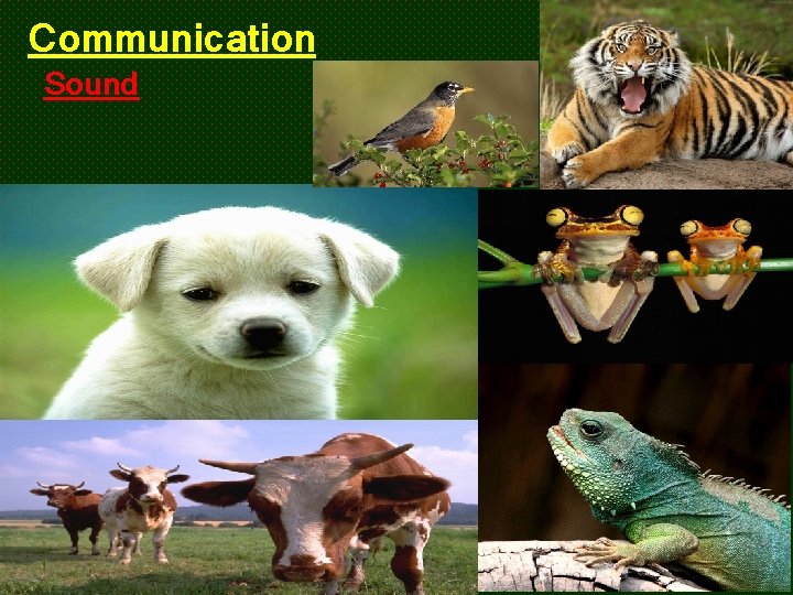 Communication Sound 