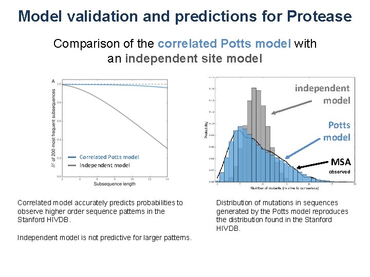 Model validation and predictions for Protease Comparison of the correlated Potts model with an