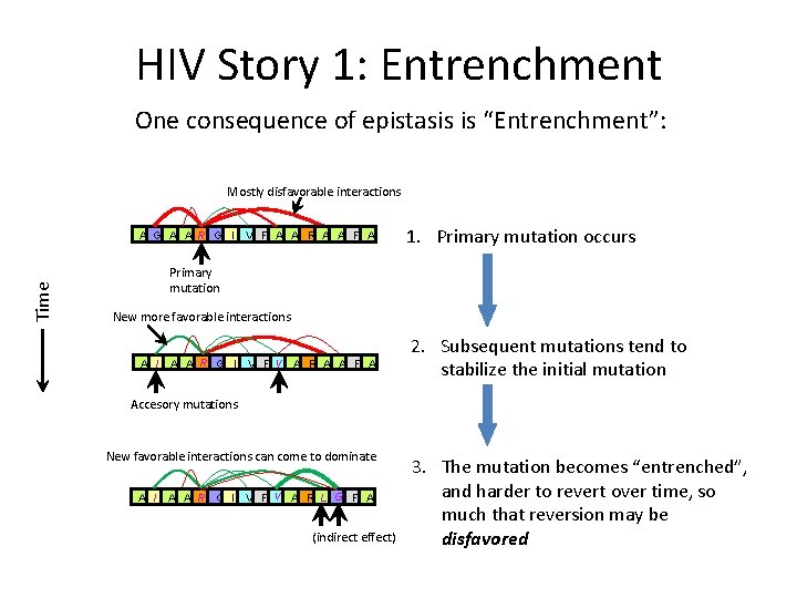 HIV Story 1: Entrenchment One consequence of epistasis is “Entrenchment”: Mostly disfavorable interactions Time