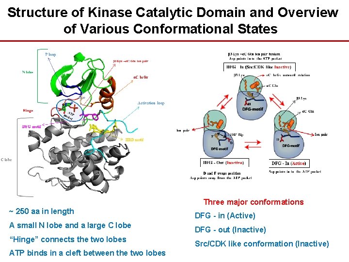 Structure of Kinase Catalytic Domain and Overview of Various Conformational States Three major conformations