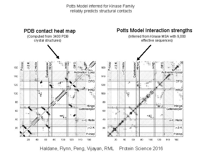 Potts Model inferred for Kinase Family reliably predicts structural contacts PDB contact heat map