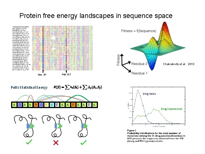 Protein free energy landscapes in sequence space K 7 W 9 Z 2|K 7