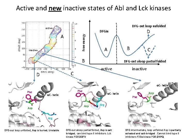 Active and new inactive states of Abl and Lck kinases DFG-out loop unfolded active