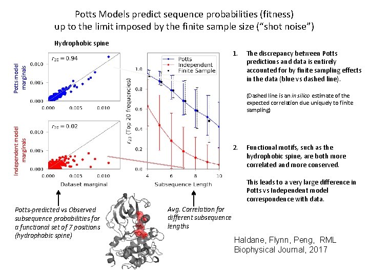 Potts Models predict sequence probabilities (fitness) up to the limit imposed by the finite