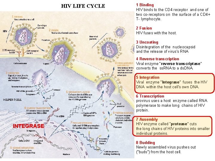 HIV LIFE CYCLE 1 Binding HIV binds to the CD 4 receptor and one