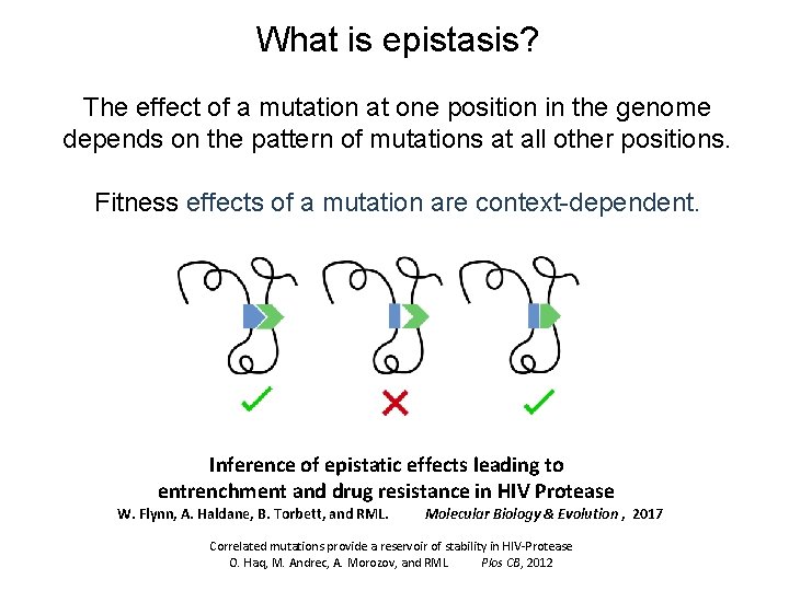 What is epistasis? The effect of a mutation at one position in the genome