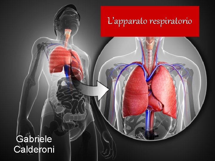 L’apparato respiratorio Gabriele Calderoni 