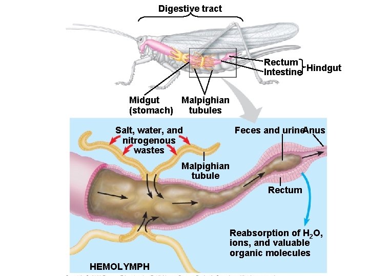 Digestive tract Rectum Intestine Hindgut Midgut Malpighian (stomach) tubules Salt, water, and nitrogenous wastes Digestive tract Rectum Intestine Hindgut Midgut Malpighian (stomach) tubules Salt, water, and nitrogenous wastes