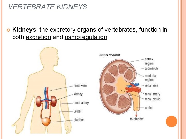 VERTEBRATE KIDNEYS Kidneys, the excretory organs of vertebrates, function in both excretion and osmoregulation VERTEBRATE KIDNEYS Kidneys, the excretory organs of vertebrates, function in both excretion and osmoregulation
