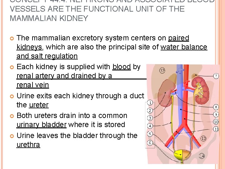 CONCEPT 44. 4: NEPHRONS AND ASSOCIATED BLOOD VESSELS ARE THE FUNCTIONAL UNIT OF THE CONCEPT 44. 4: NEPHRONS AND ASSOCIATED BLOOD VESSELS ARE THE FUNCTIONAL UNIT OF THE