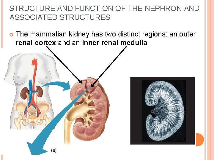 STRUCTURE AND FUNCTION OF THE NEPHRON AND ASSOCIATED STRUCTURES The mammalian kidney has two STRUCTURE AND FUNCTION OF THE NEPHRON AND ASSOCIATED STRUCTURES The mammalian kidney has two