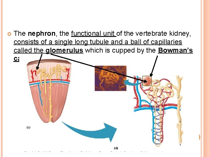 The nephron, the functional unit of the vertebrate kidney, consists of a single The nephron, the functional unit of the vertebrate kidney, consists of a single