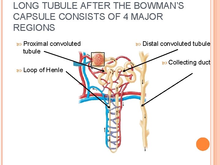 LONG TUBULE AFTER THE BOWMAN’S CAPSULE CONSISTS OF 4 MAJOR REGIONS Proximal convoluted Distal LONG TUBULE AFTER THE BOWMAN’S CAPSULE CONSISTS OF 4 MAJOR REGIONS Proximal convoluted Distal