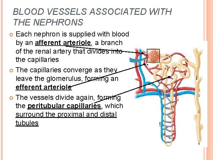BLOOD VESSELS ASSOCIATED WITH THE NEPHRONS Each nephron is supplied with blood by an BLOOD VESSELS ASSOCIATED WITH THE NEPHRONS Each nephron is supplied with blood by an