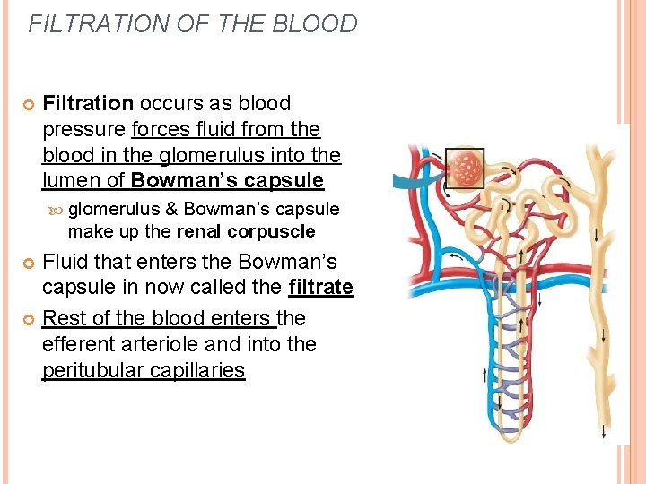 FILTRATION OF THE BLOOD Filtration occurs as blood pressure forces fluid from the blood FILTRATION OF THE BLOOD Filtration occurs as blood pressure forces fluid from the blood