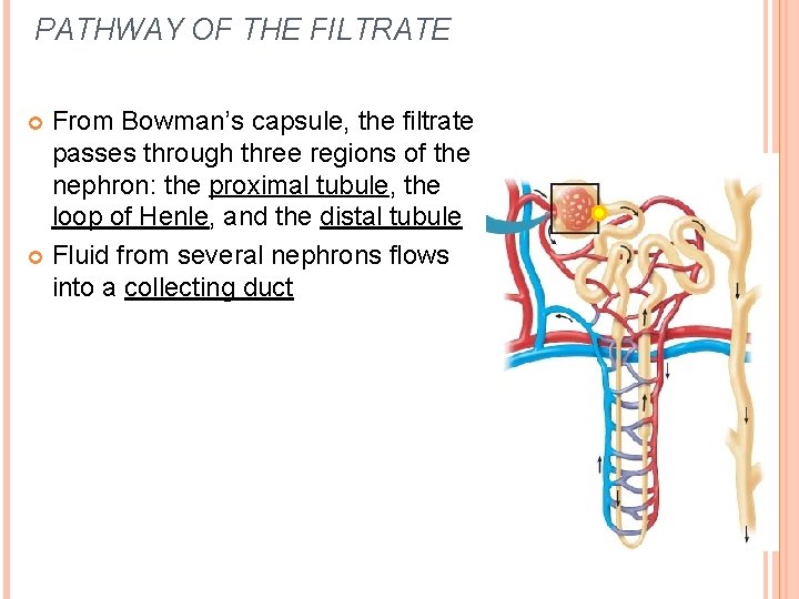 PATHWAY OF THE FILTRATE From Bowman’s capsule, the filtrate passes through three regions of PATHWAY OF THE FILTRATE From Bowman’s capsule, the filtrate passes through three regions of