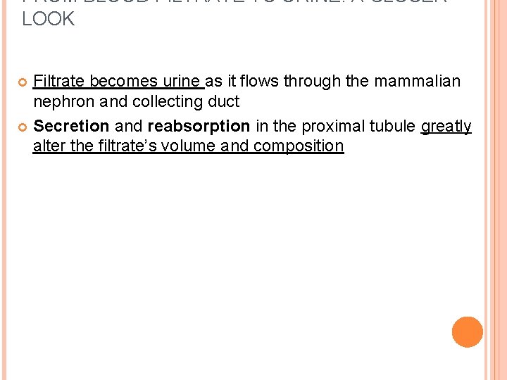 FROM BLOOD FILTRATE TO URINE: A CLOSER LOOK Filtrate becomes urine as it flows FROM BLOOD FILTRATE TO URINE: A CLOSER LOOK Filtrate becomes urine as it flows