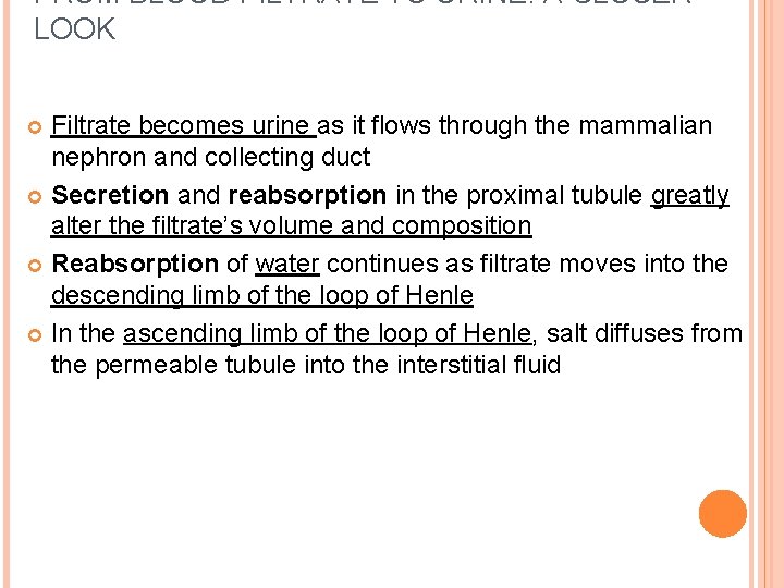FROM BLOOD FILTRATE TO URINE: A CLOSER LOOK Filtrate becomes urine as it flows FROM BLOOD FILTRATE TO URINE: A CLOSER LOOK Filtrate becomes urine as it flows