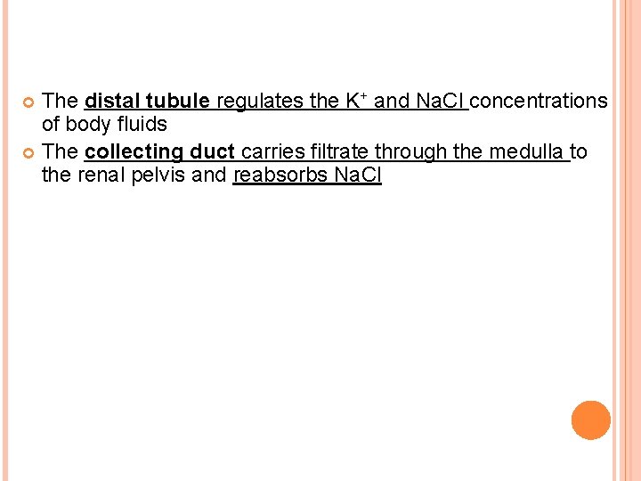 The distal tubule regulates the K+ and Na. Cl concentrations of body fluids The The distal tubule regulates the K+ and Na. Cl concentrations of body fluids The