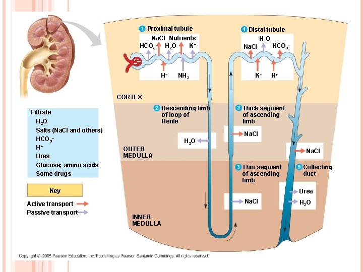 Proximal tubule Na. Cl Nutrients HCO 3– H 2 O K+ H+ NH 3 Proximal tubule Na. Cl Nutrients HCO 3– H 2 O K+ H+ NH 3