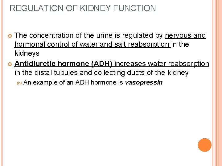 REGULATION OF KIDNEY FUNCTION The concentration of the urine is regulated by nervous and REGULATION OF KIDNEY FUNCTION The concentration of the urine is regulated by nervous and