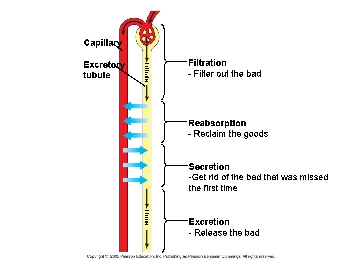 Capillary Filtrate Excretory tubule Filtration - Filter out the bad Reabsorption - Reclaim the Capillary Filtrate Excretory tubule Filtration - Filter out the bad Reabsorption - Reclaim the