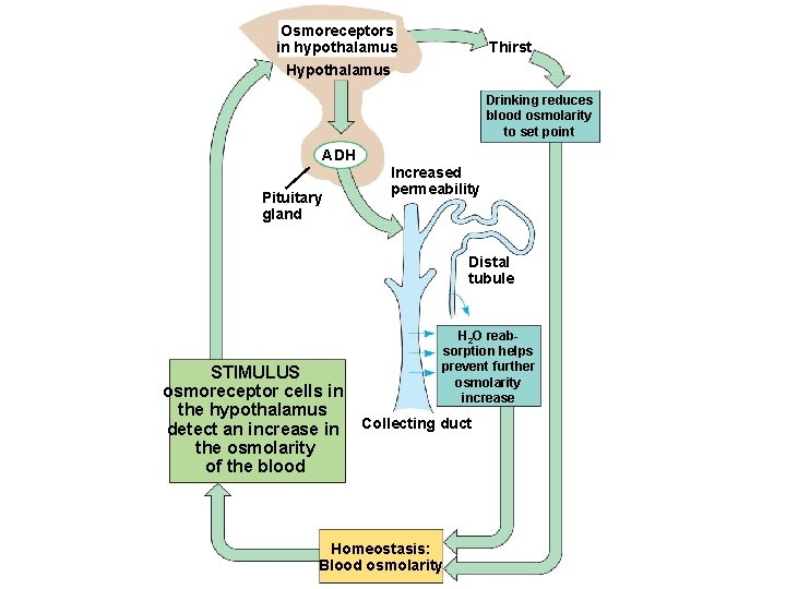 Osmoreceptors in hypothalamus Hypothalamus Thirst Drinking reduces blood osmolarity to set point ADH Pituitary Osmoreceptors in hypothalamus Hypothalamus Thirst Drinking reduces blood osmolarity to set point ADH Pituitary