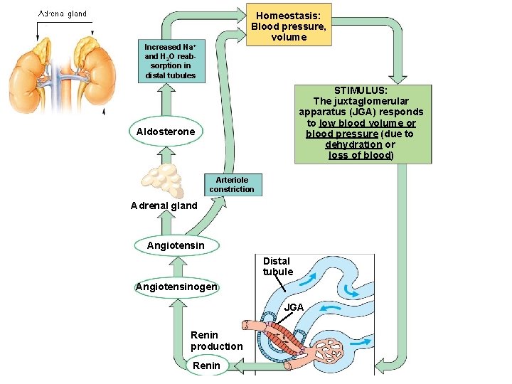 Homeostasis: Blood pressure, volume Increased Na+ and H 2 O reabsorption in distal tubules Homeostasis: Blood pressure, volume Increased Na+ and H 2 O reabsorption in distal tubules