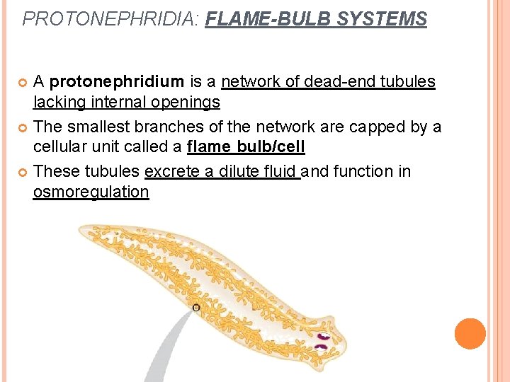 PROTONEPHRIDIA: FLAME-BULB SYSTEMS A protonephridium is a network of dead-end tubules lacking internal openings PROTONEPHRIDIA: FLAME-BULB SYSTEMS A protonephridium is a network of dead-end tubules lacking internal openings