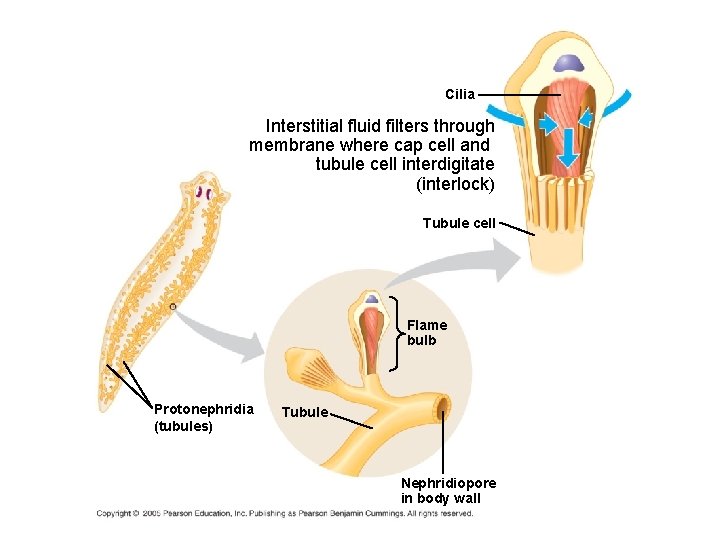 Cilia Interstitial fluid filters through membrane where cap cell and tubule cell interdigitate (interlock) Cilia Interstitial fluid filters through membrane where cap cell and tubule cell interdigitate (interlock)
