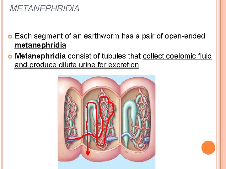 METANEPHRIDIA Each segment of an earthworm has a pair of open-ended metanephridia Metanephridia consist METANEPHRIDIA Each segment of an earthworm has a pair of open-ended metanephridia Metanephridia consist