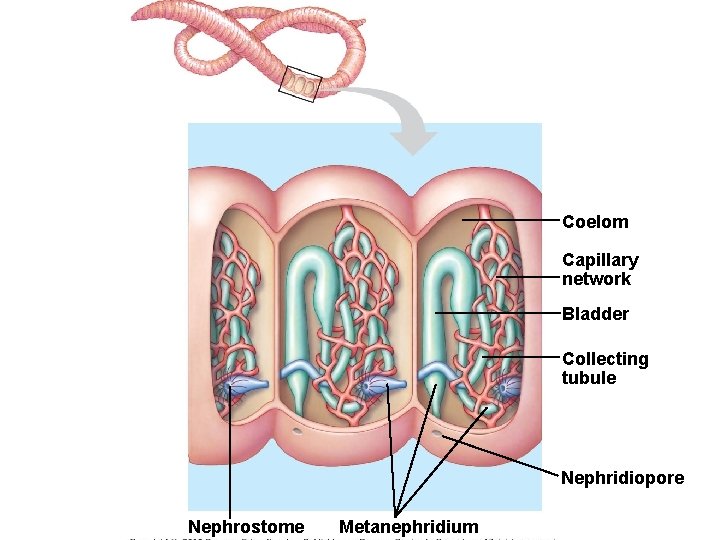 Coelom Capillary network Bladder Collecting tubule Nephridiopore Nephrostome Metanephridium Coelom Capillary network Bladder Collecting tubule Nephridiopore Nephrostome Metanephridium