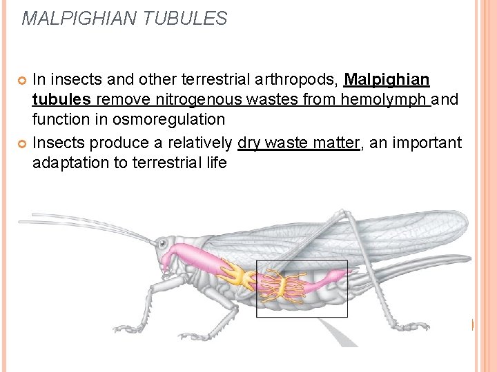MALPIGHIAN TUBULES In insects and other terrestrial arthropods, Malpighian tubules remove nitrogenous wastes from MALPIGHIAN TUBULES In insects and other terrestrial arthropods, Malpighian tubules remove nitrogenous wastes from