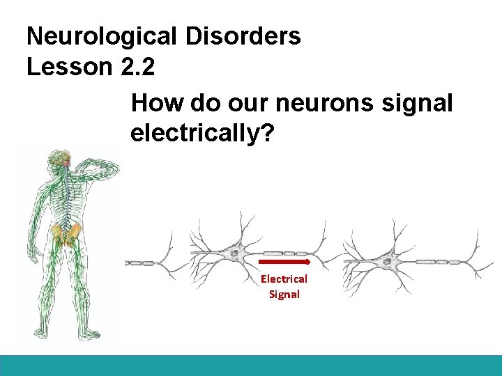 Neurological Disorders Lesson 2. 2 How do our neurons signal electrically? Electrical Signal 